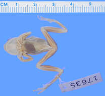 Image of Common Reed Frog