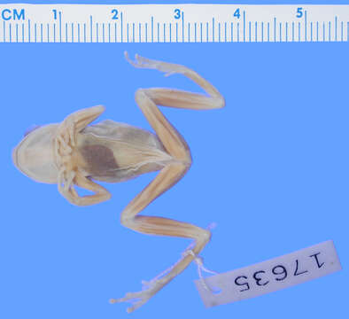 Image of Common Reed Frog