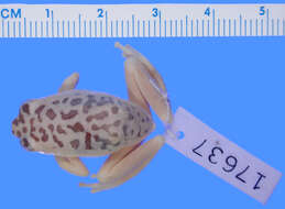 Image of Marbled Reed Frog