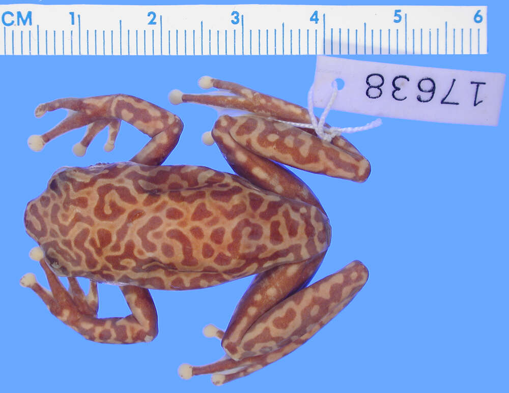 Image of Riggenbach's Reed Frog