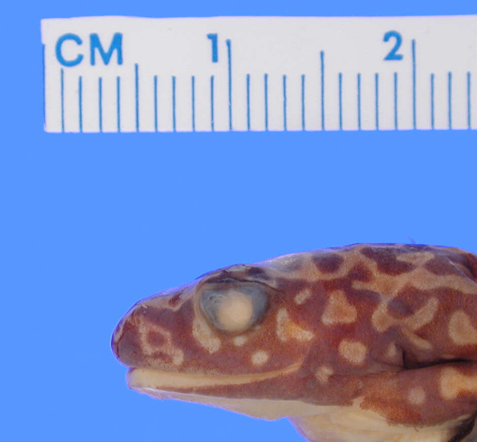 Image of Riggenbach's Reed Frog