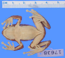 Image of Riggenbach's Reed Frog