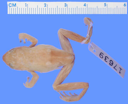 Image of african reed frogs
