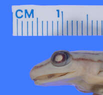 Image of <i>Hyperolius puncticulatus substriatris</i>