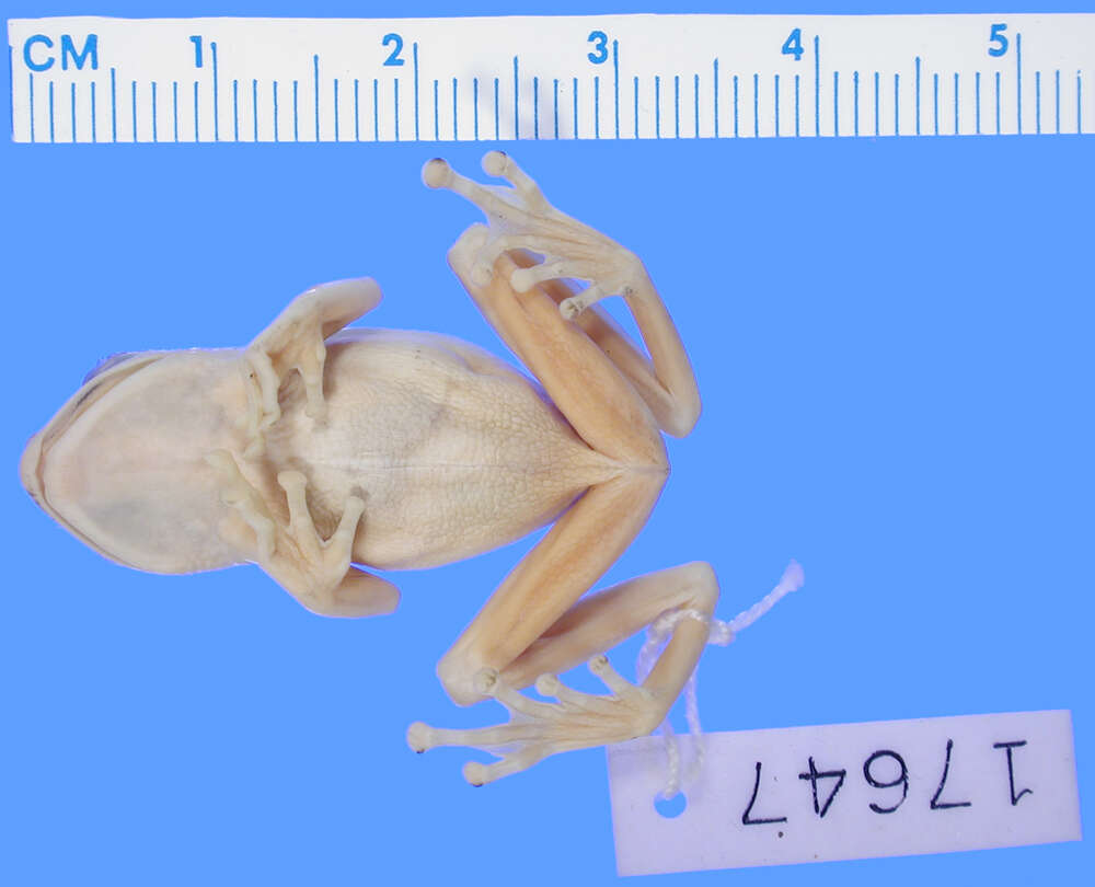 Image of <i>Hyperolius puncticulatus substriatris</i>