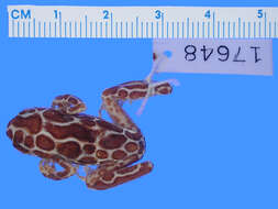 Image of Common Reed Frog