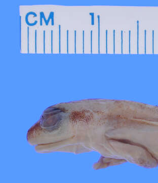 Image of Common Reed Frog