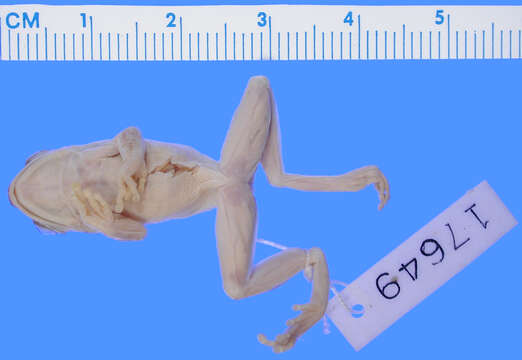 Image of Common Reed Frog