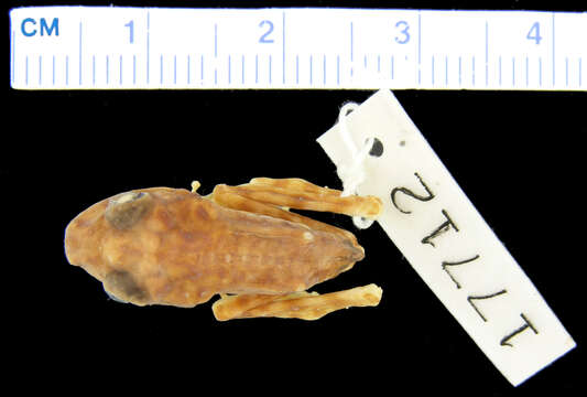 Image de <i>Polypedates sikorae</i>