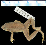 Image of Ptychadena mossambica (Peters 1854)