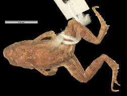 Image of Mababe river frog