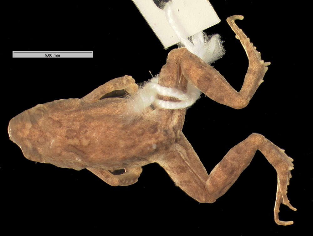 Image of Mababe river frog