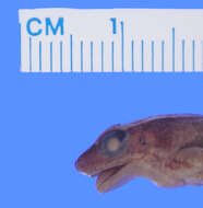 Image of Crossodactylus aeneus Müller 1924