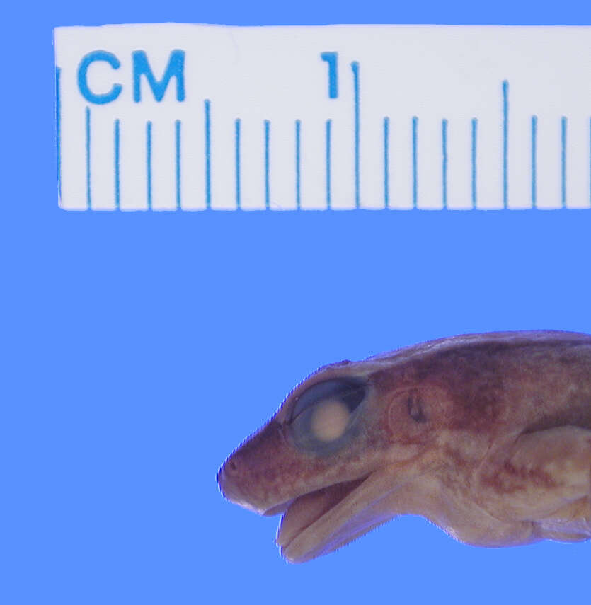 Crossodactylus aeneus Müller 1924的圖片