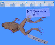 Image of Crossodactylus aeneus Müller 1924