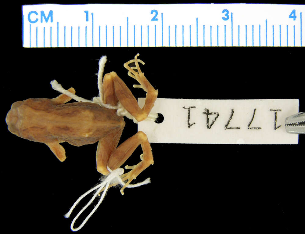 Image of Physalaemus fernandezae (Müller 1926)