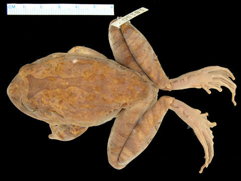 Image of Barred frogs