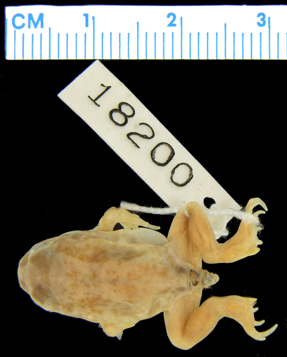 Imagem de Heleioporus eyrei (Gray 1845)