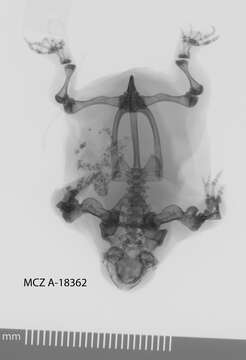 Image of Myobatrachus Schlegel ex Gray 1850