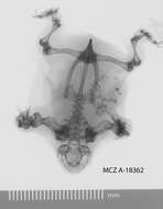 Image of Myobatrachus Schlegel ex Gray 1850