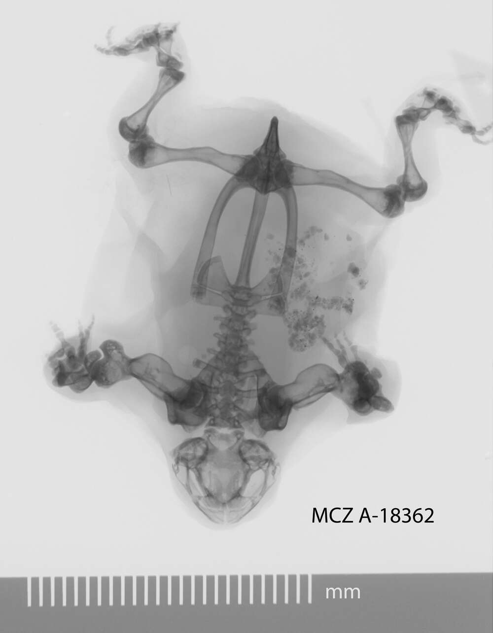 Image of Myobatrachus Schlegel ex Gray 1850