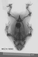 Image of Myobatrachus Schlegel ex Gray 1850