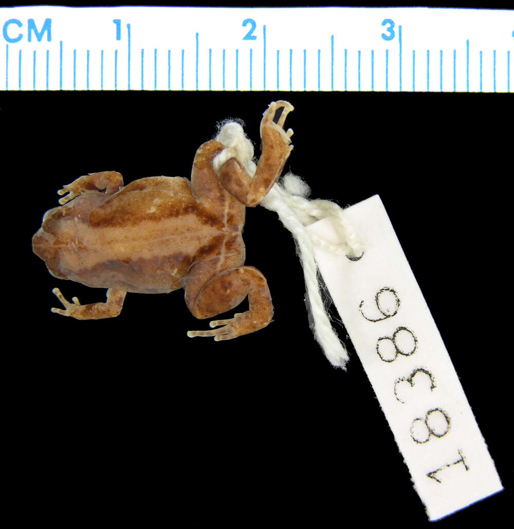 Image of Hosmer's Frog