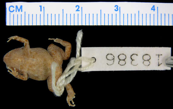 Image of Hosmer's Frog