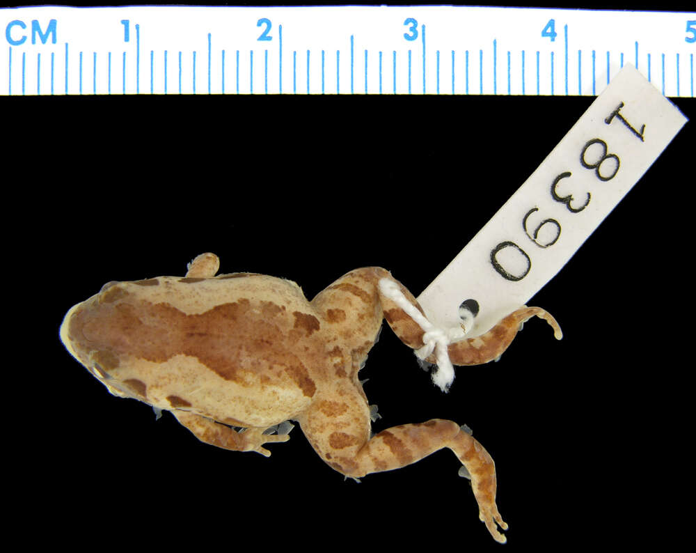 Image of Pouched Frogs