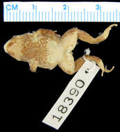 Image of Pouched Frogs