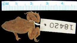 Image of Glauert's Froglet