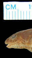 Image of Glauert's Froglet