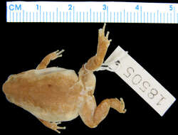 Image of Neglected Frog