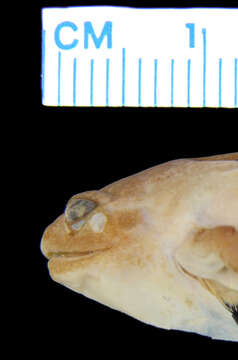 صورة Cophixalus neglectus Zweifel 1962