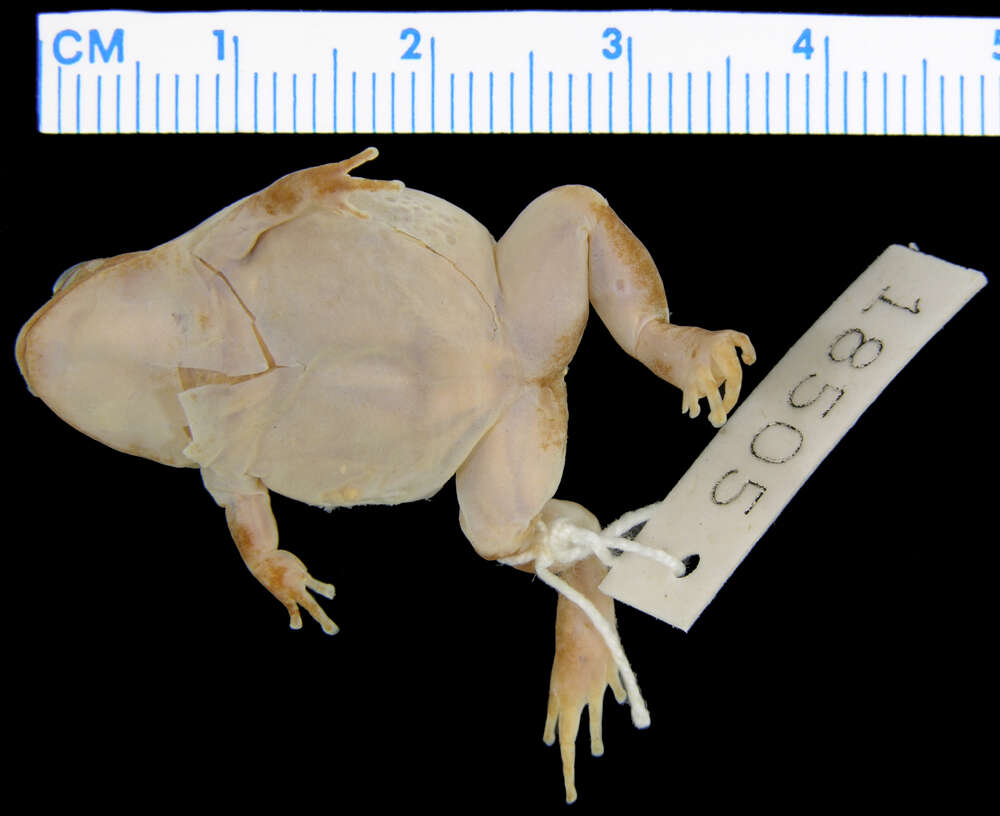 Image of Neglected Frog
