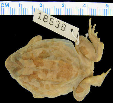 Image of Spencer's Burrowing Frog