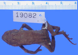 Image de Sclerophrys garmani (Meek 1897)