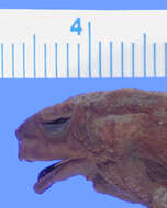 Image de Sclerophrys garmani (Meek 1897)