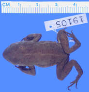 Image of Blanford’s Toad
