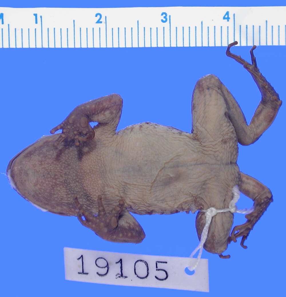 Image of Blanford’s Toad