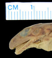 Image of <i>Ptychadena hailensis</i>