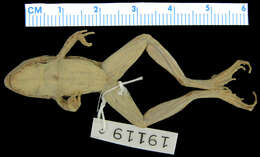 Image of <i>Ptychadena hailensis</i>