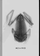 Image de Leptopelis karissimbensis Ahl 1929