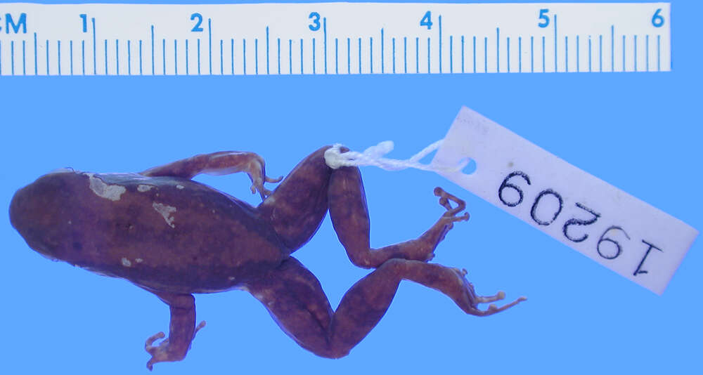 Image of Common Rocket Frog