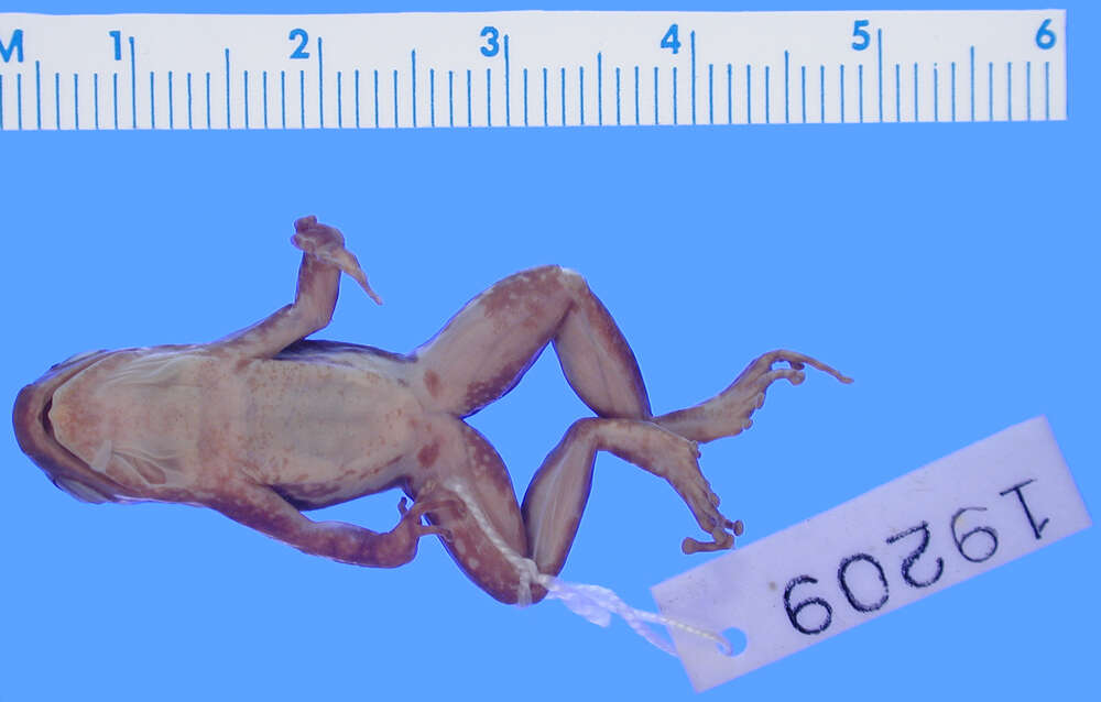 Image of Common Rocket Frog