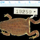 Image of Southern Toadlet