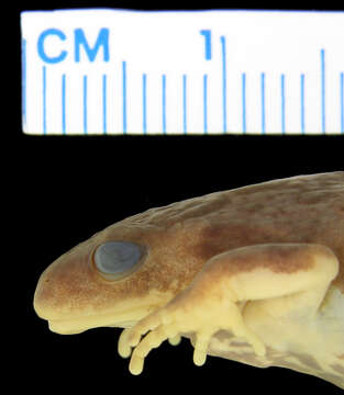 Image of Southern Toadlet