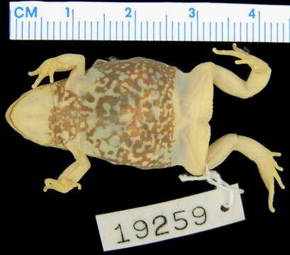 Image of Southern Toadlet