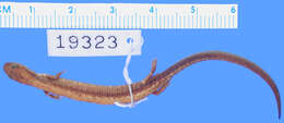 Sivun Plethodon serratus Grobman 1944 kuva