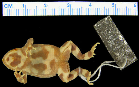 Image of Keferstein’s Toadlet